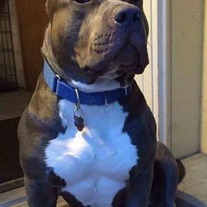 Meet your Posher, Billy